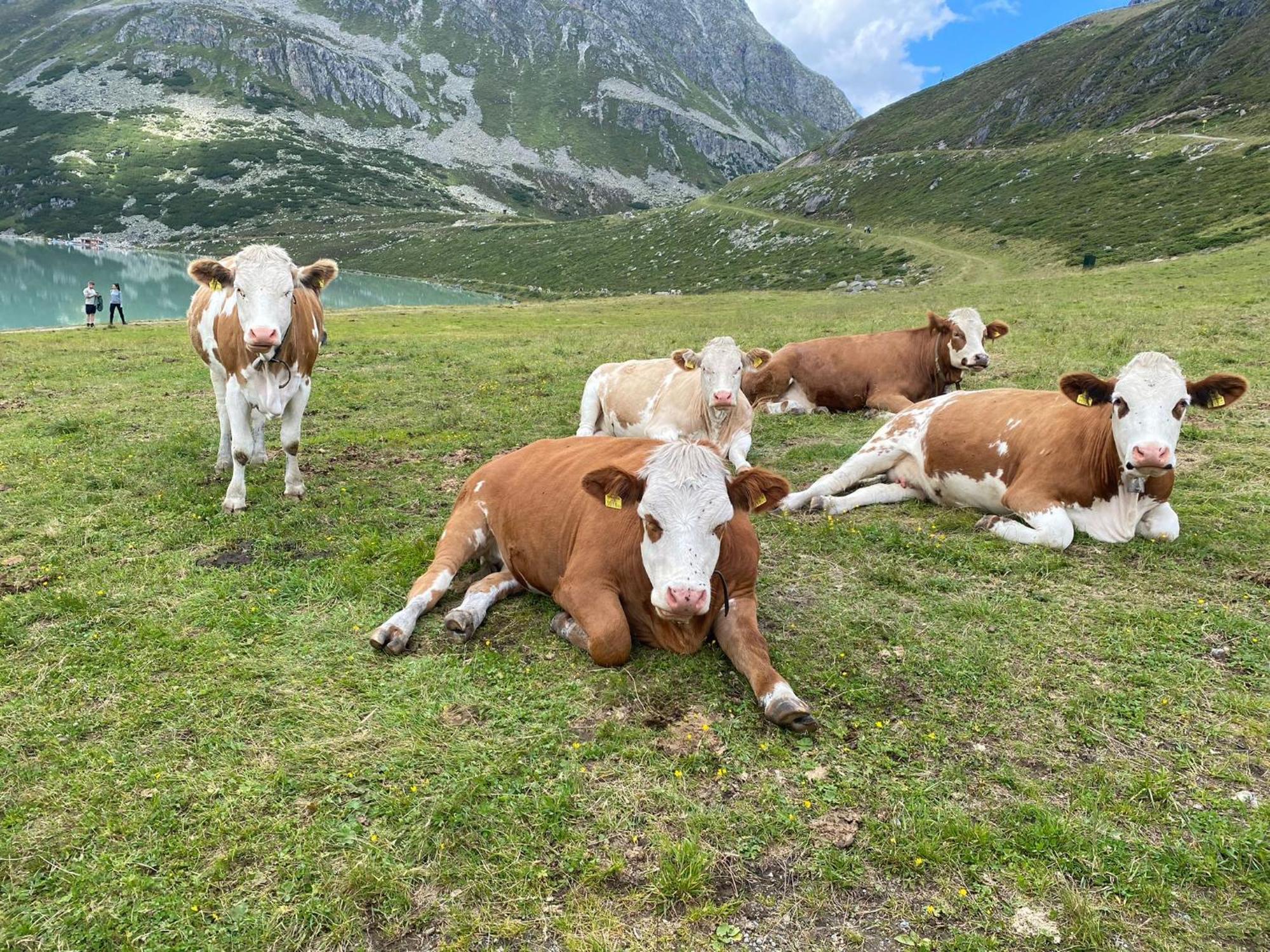 Ferienhof Bichlhof Arzl im Pitztal Room photo